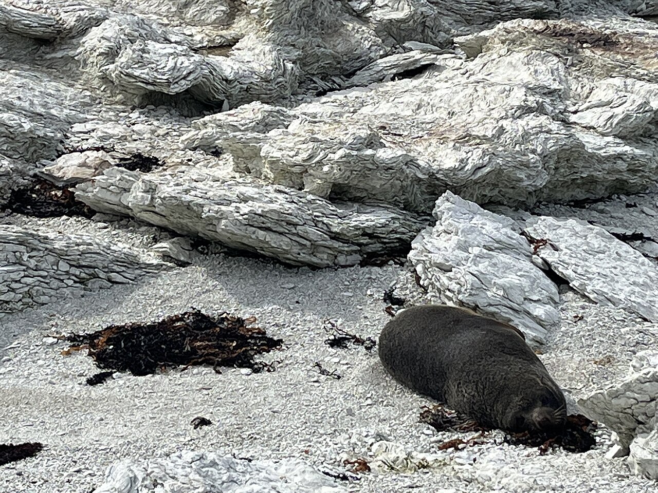 Robbe an der Felsküste von Kaikōura, Südinsel Neuseeland