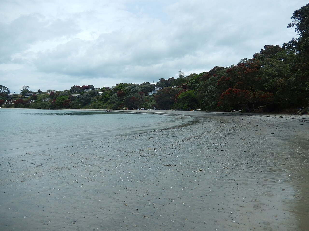 Strand mit Pōhutukawa-Bäumen auf Waiheke Island im Hauraki Gulf, Neuseeland